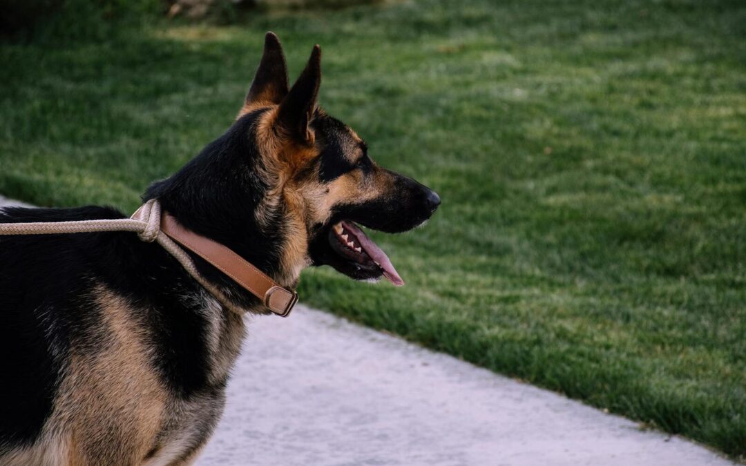 Finding the Best Dog Walker in Arlington for Your Furry Friend