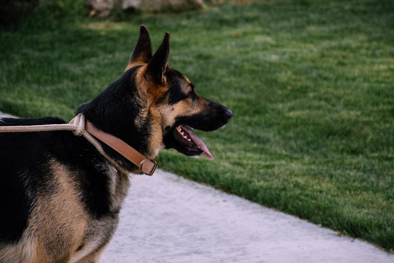 Photo by Brett Sayles A German Shepherd dog standing on a leash outdoors, enjoying a sunny day.