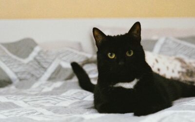 Why Do Cats Purr? | The Purr-fect Mystery