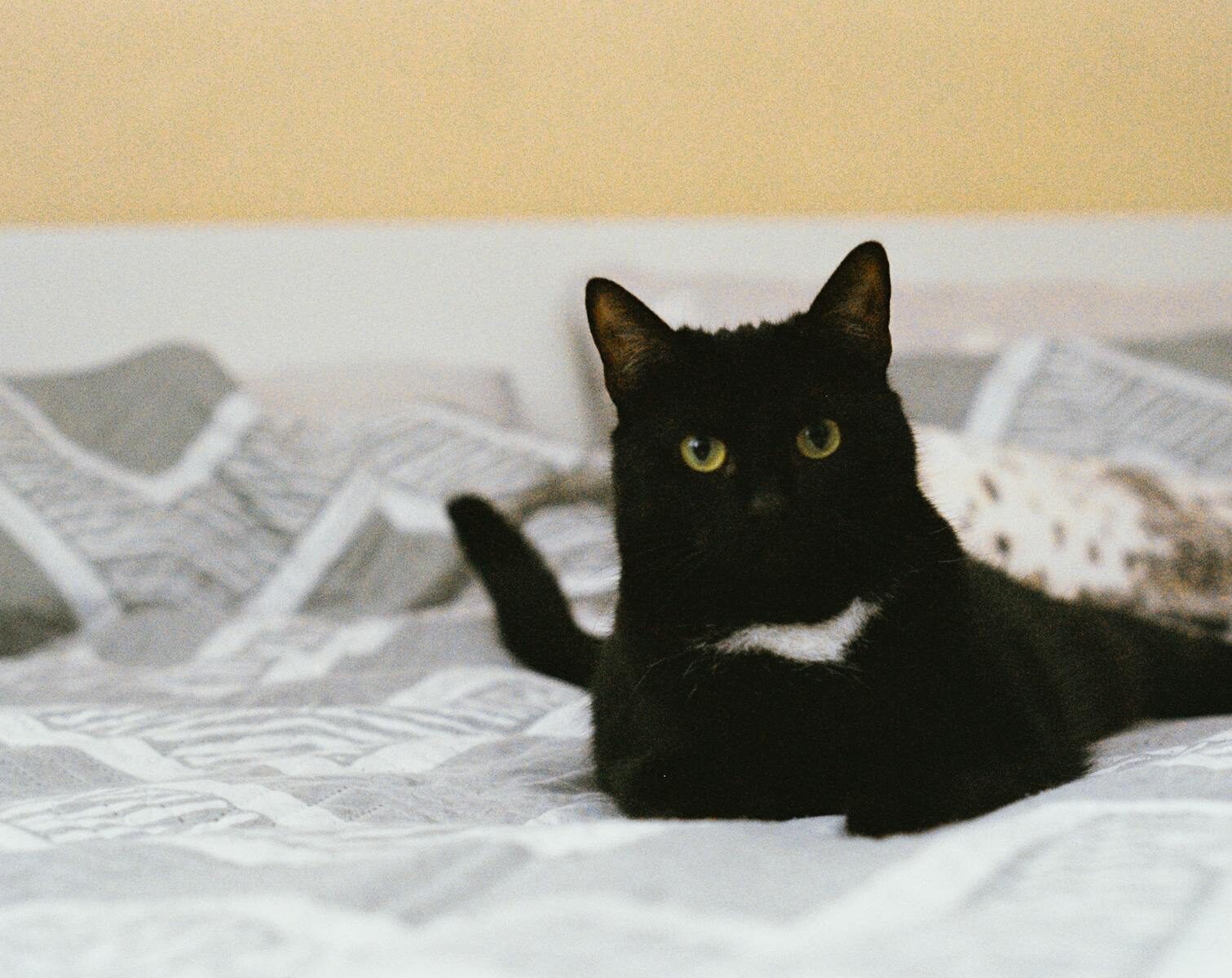 Charming black cat with green eyes reclines on a patterned bed, indoors.