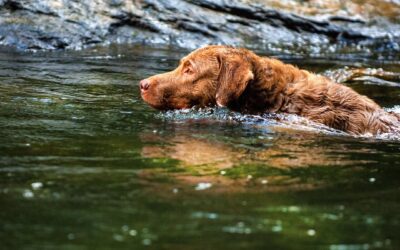 The Chesapeake Bay Retriever: Maryland’s Beloved State Dog