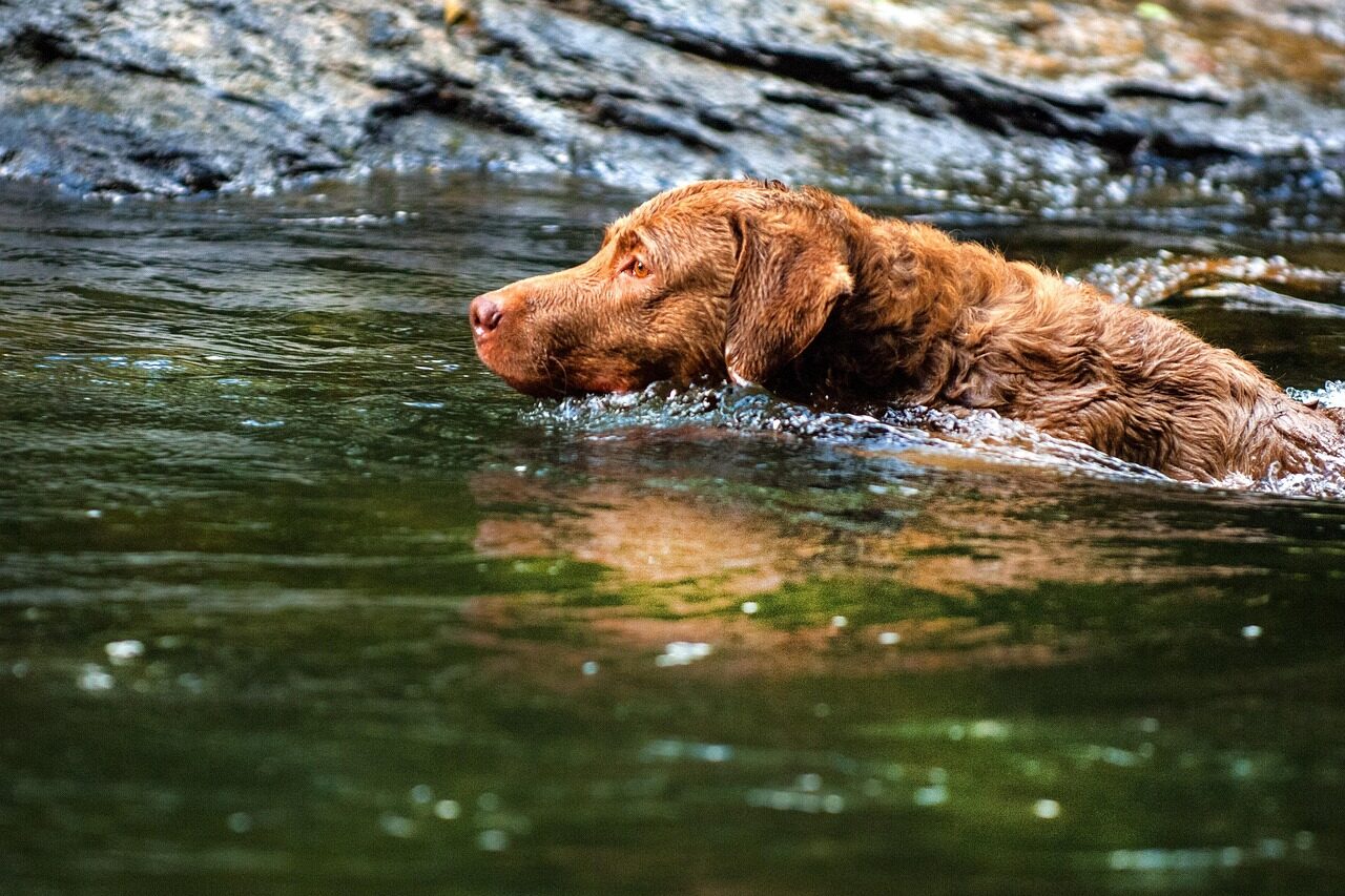 dog, pet, animal, chesapeake bay retriever, pets