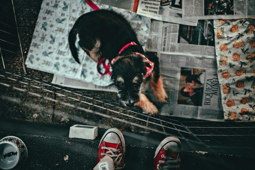 Adorable black dog in a playpen viewed from above, surrounded by newspapers and red sneakers.