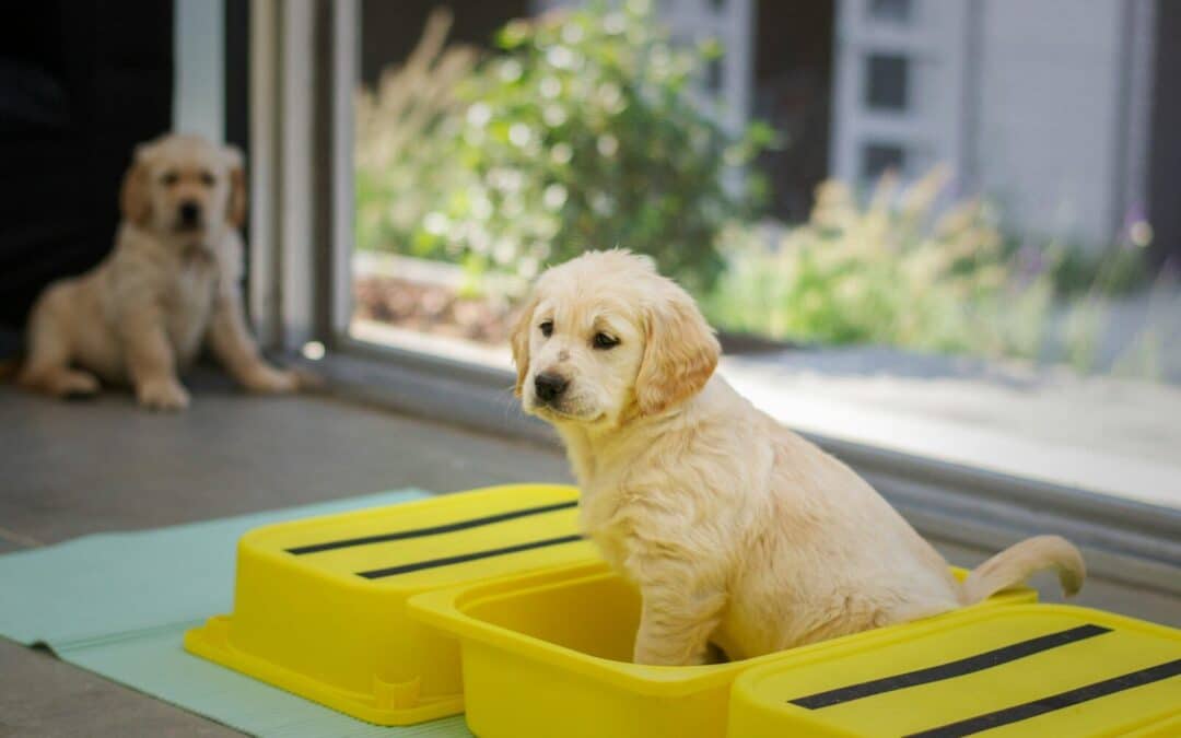 Potty Training 101: How To Potty Train A Puppy