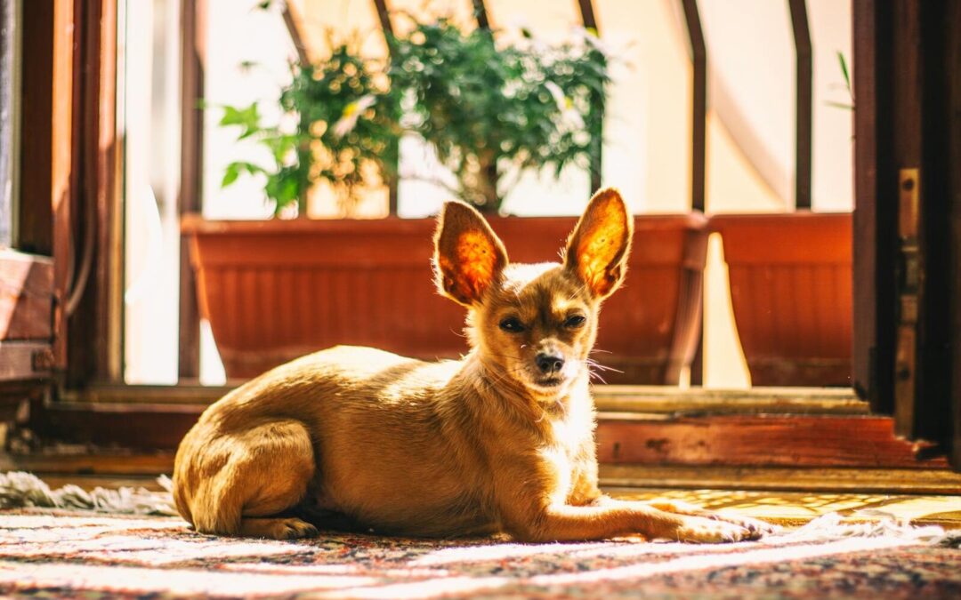 16 Popular Houseplants That Are SAFE For Dogs & Cats