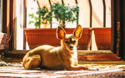 How to Clean Dog Ears for a Happy and Healthy Pup