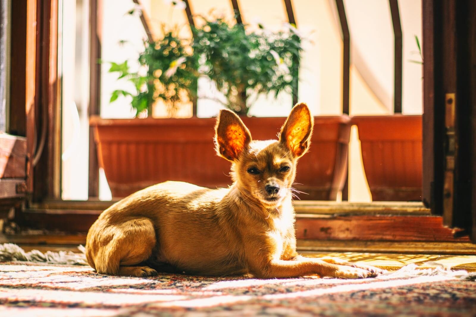 Cute Chihuahua dog relaxing in the sun indoors near a window.