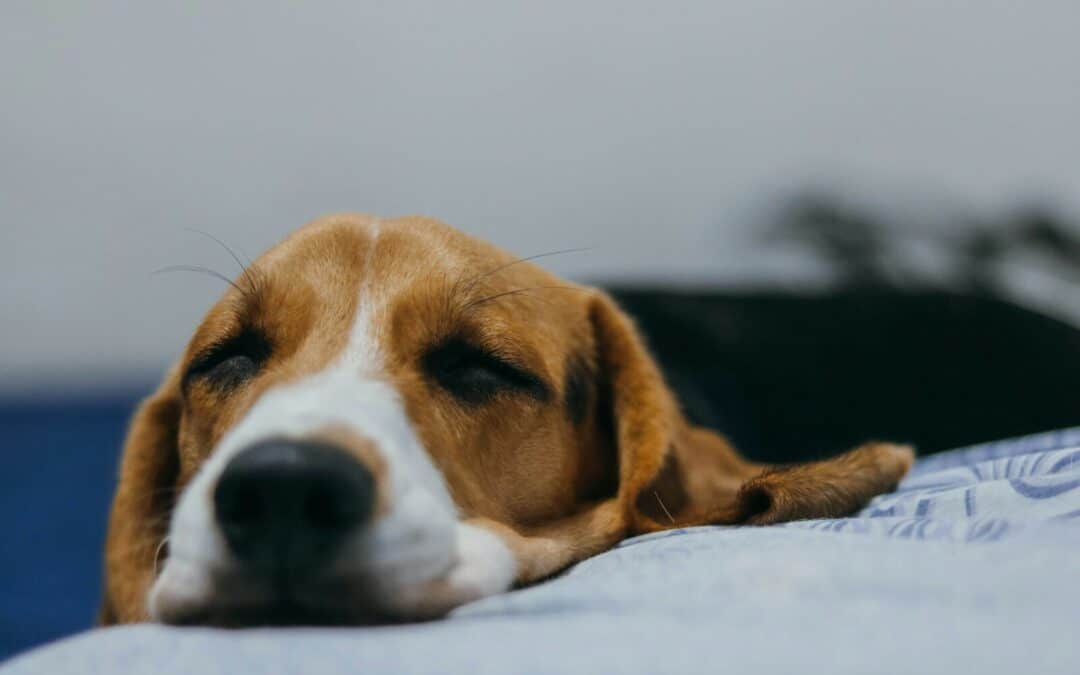 What Can I Give My Dog For Pain?: The Ultimate Guide For Managing Your Dog’s Pain at Home