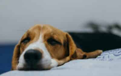 What Can I Give My Dog For Pain?: The Ultimate Guide For Managing Your Dog’s Pain at Home