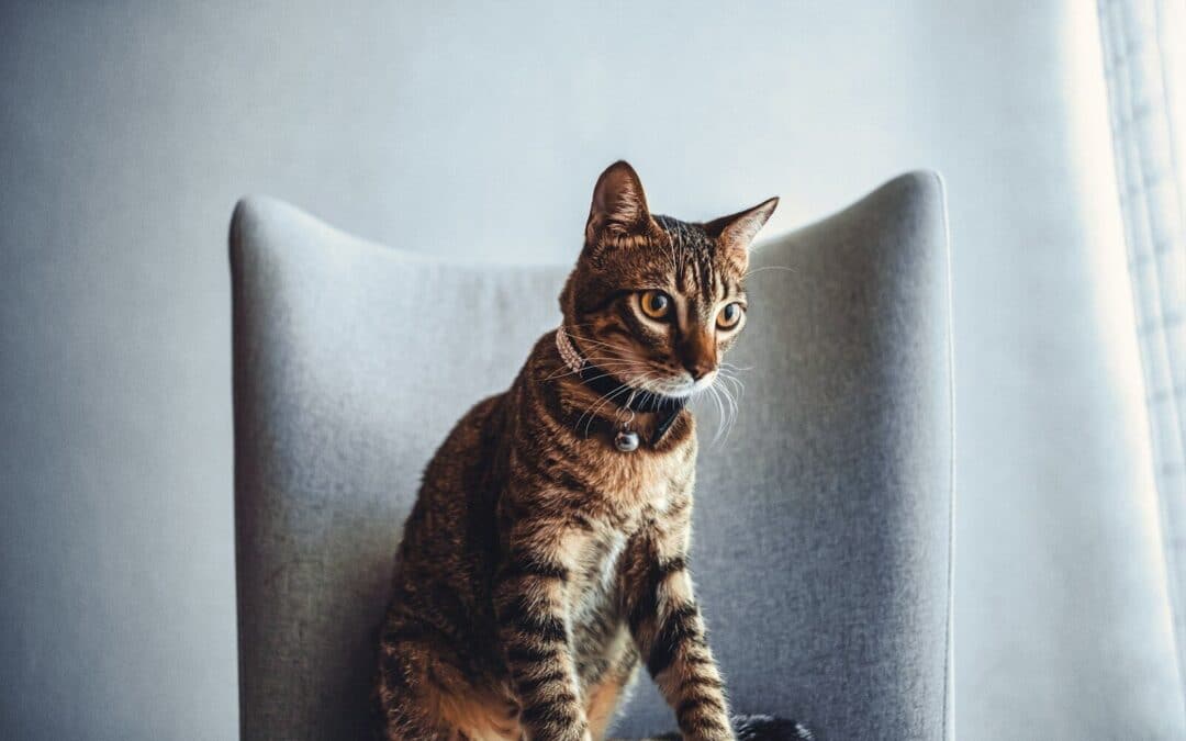 Finding the Purr-fect Cat Sitter in Lorton Who Loves Your Pets as Much as You Do