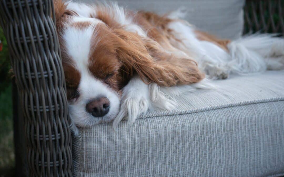 The Marvelous World of Dog Dreams: What Do Dogs Dream About?