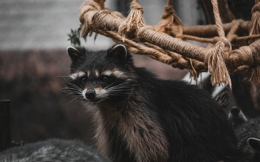 Do Raccoons Make Good Pets? Everything You Should Know