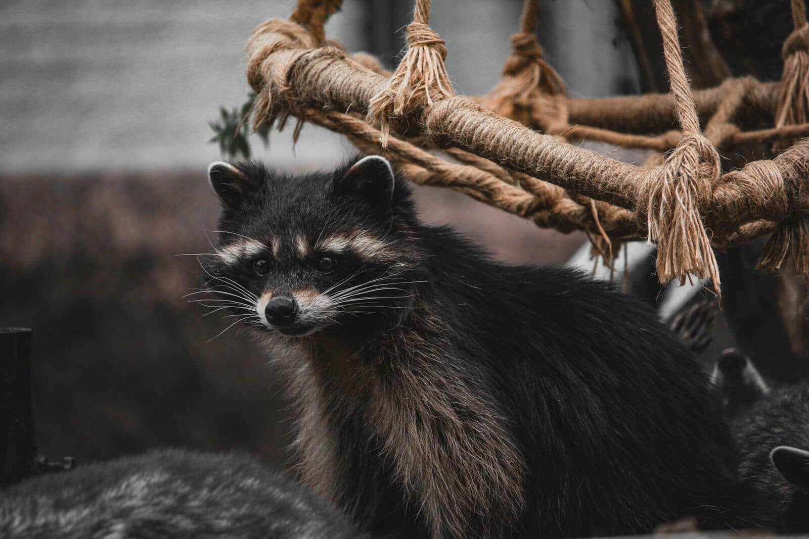 grayscale photo of fox