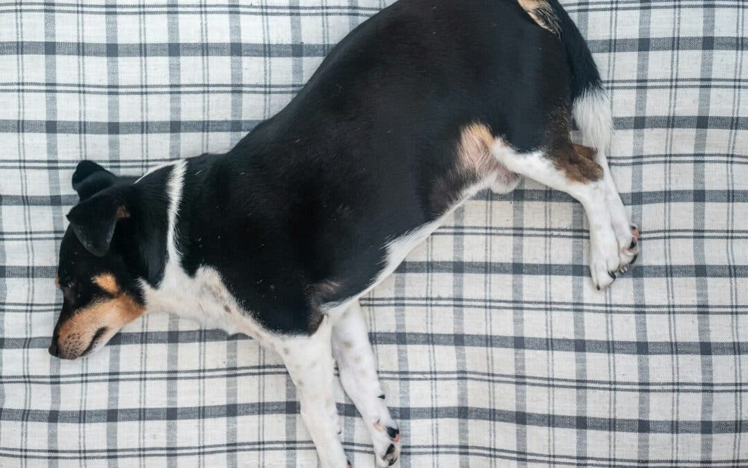 The Overlooked Challenge of Obese Animals: Obesity in Our Pets and How to Combat It