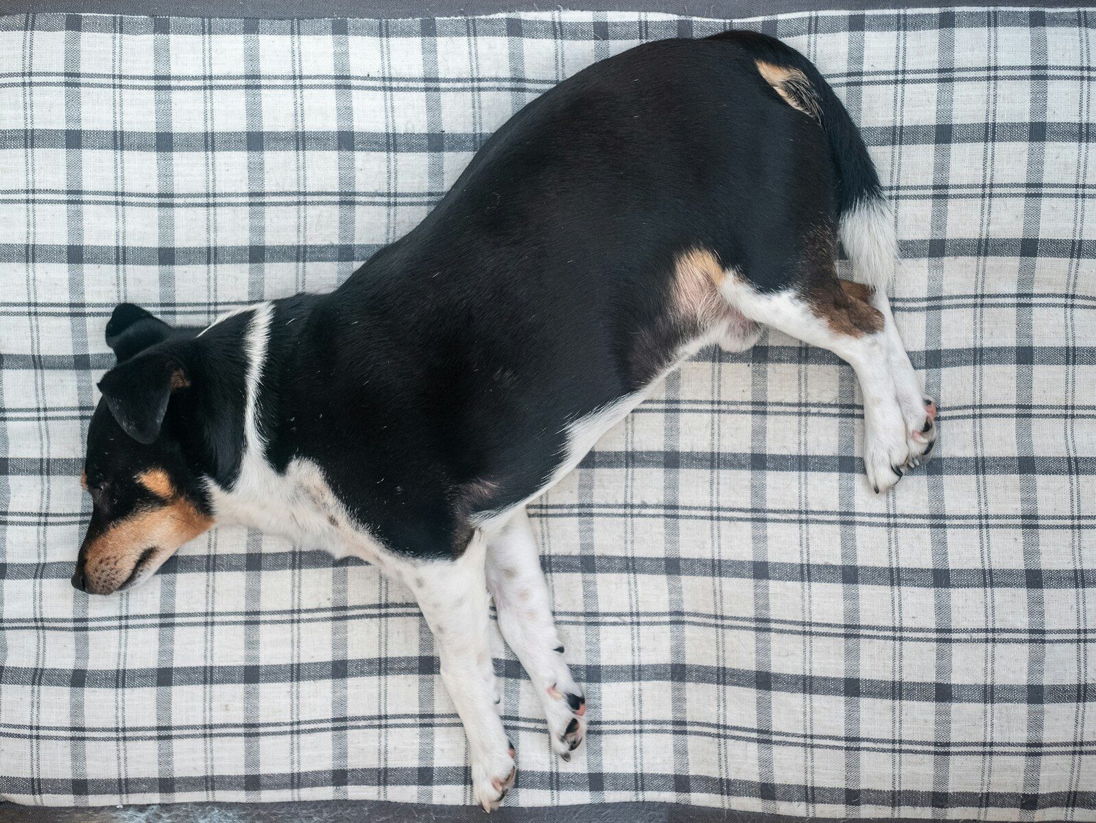 Photo by Juan Gomez short-coated black and white dog lying in bed