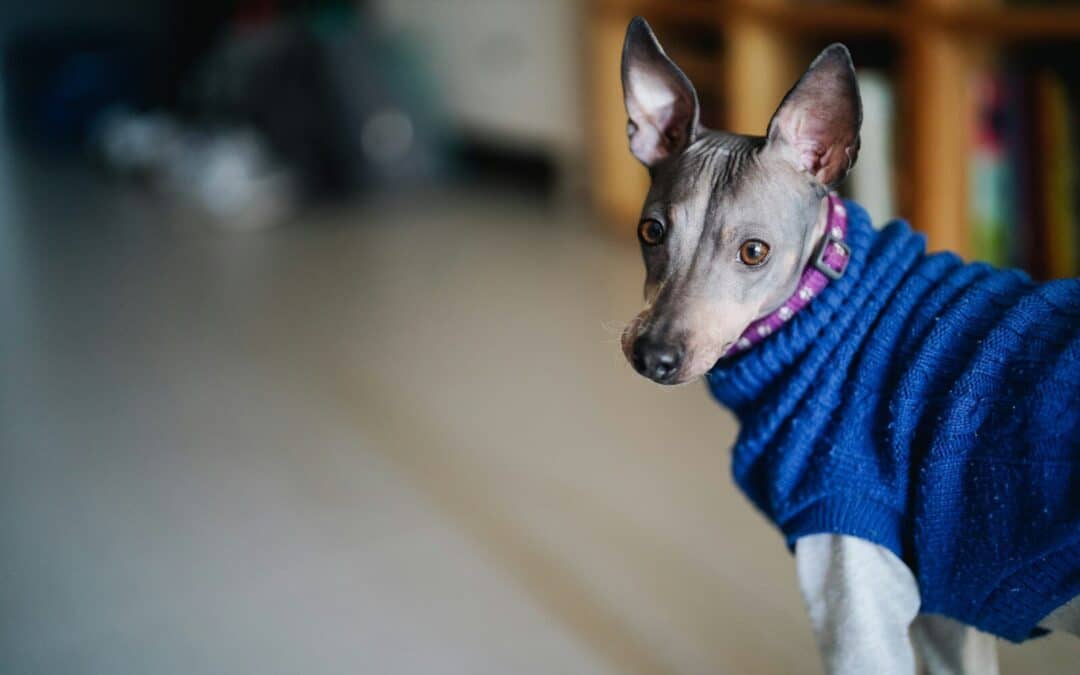 Finding the Perfect Furry Friend Hypoallergenic Dogs for Pet Lovers with Allergies