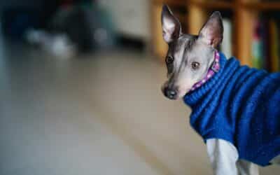 Finding the Perfect Furry Friend Hypoallergenic Dogs for Pet Lovers with Allergies