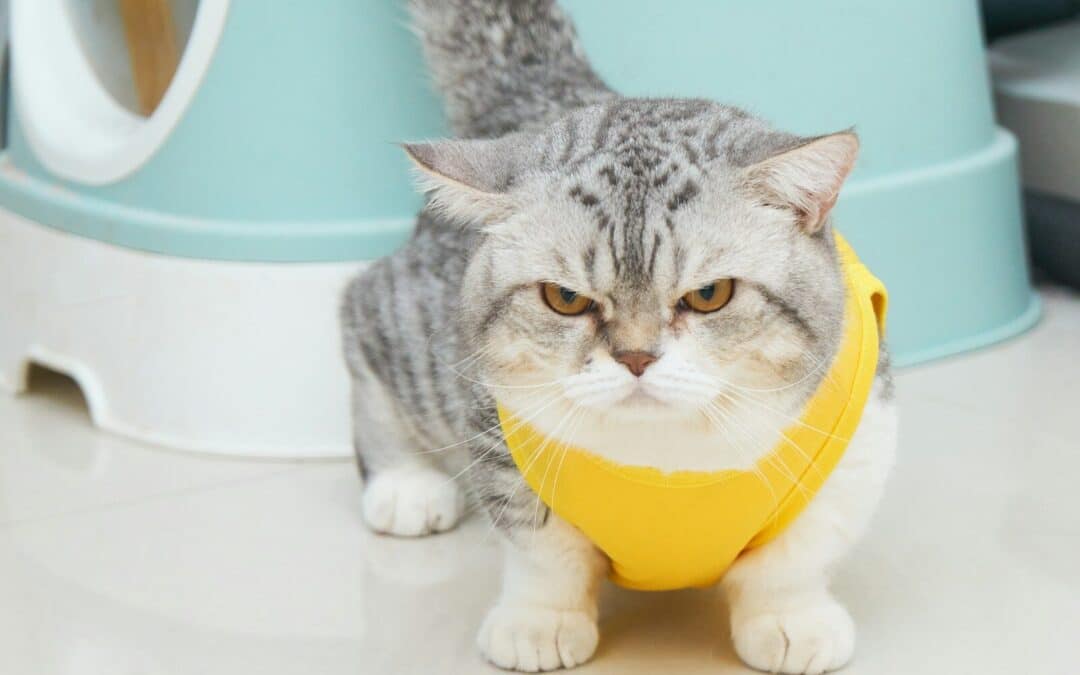 Munchkin Kitten Care: Your Complete Guide to Raising Happy Short-Legged Cats