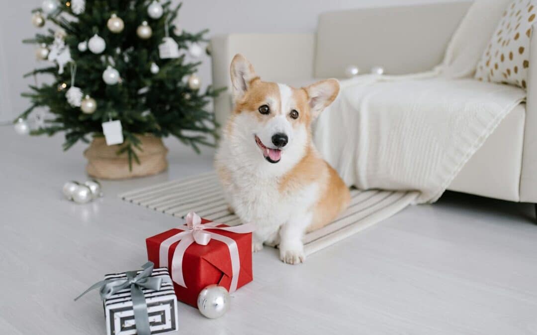 Holiday Pet Sitting Services in Lorton, Groveton, and Mount Vernon for Busy Travelers