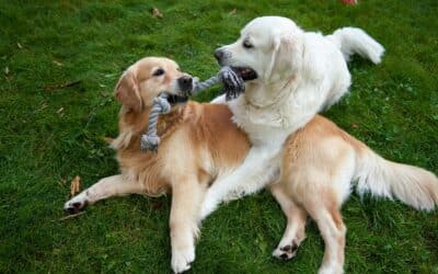 Best Dog Parks to Visit This Fall in Springfield, Franconia & Kingstowne