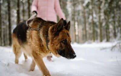 Dog Walking in Arlington, VA During Winter: 6 Safety Tips for Busy Neighborhoods
