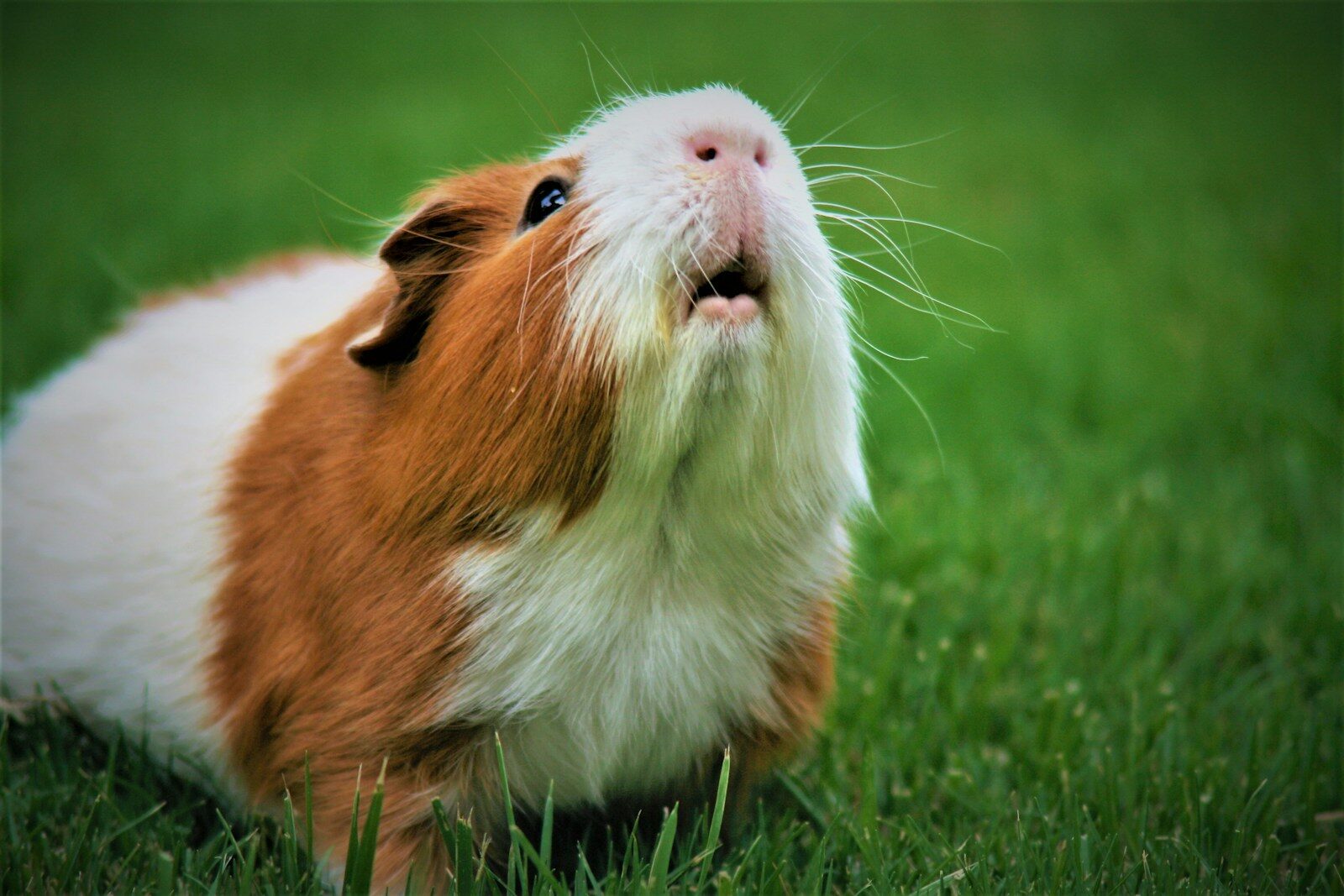 Photo by Jack Catalano shallow focus photography of brown and white guinea pig