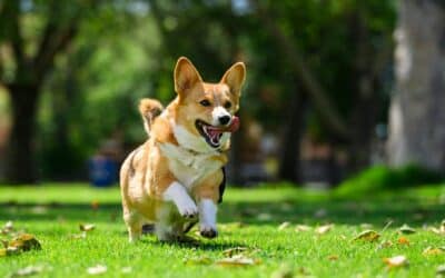 Off Leash Dog Parks in Northern Virginia and Southern Maryland: Let Your Pup Run Free Before Winter Sets In