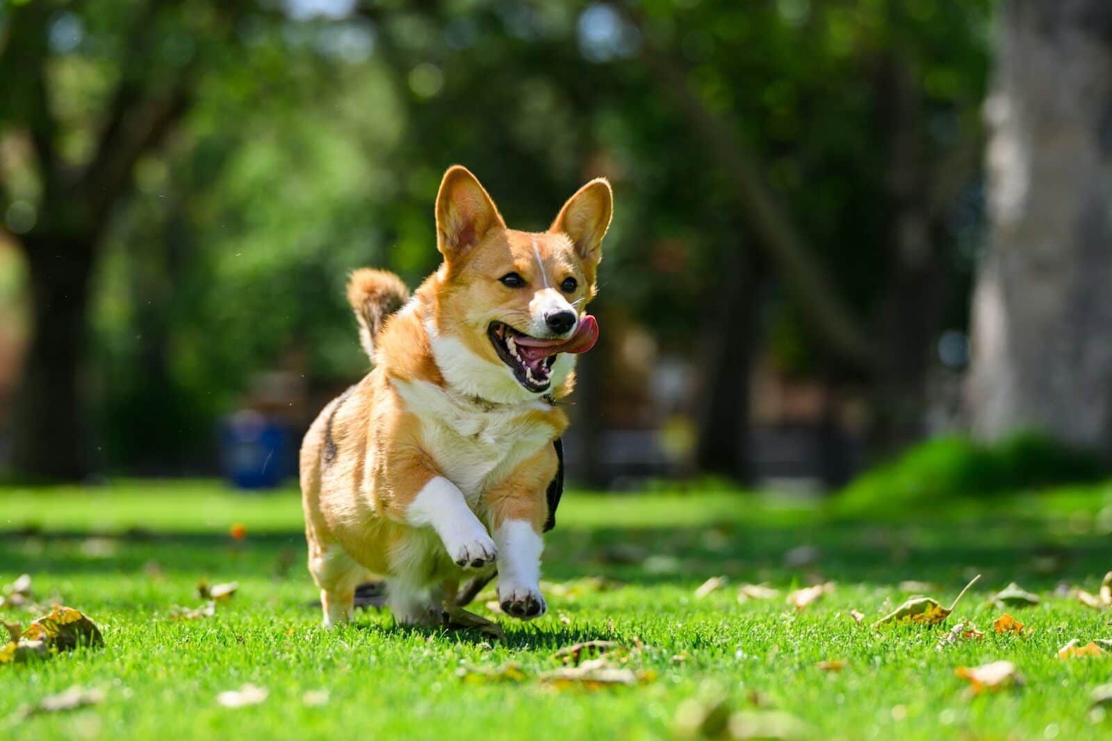 A corgi running in the grass with its mouth open