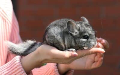 Are Chinchillas Good Pets? A Comprehensive Guide for Animal Lovers