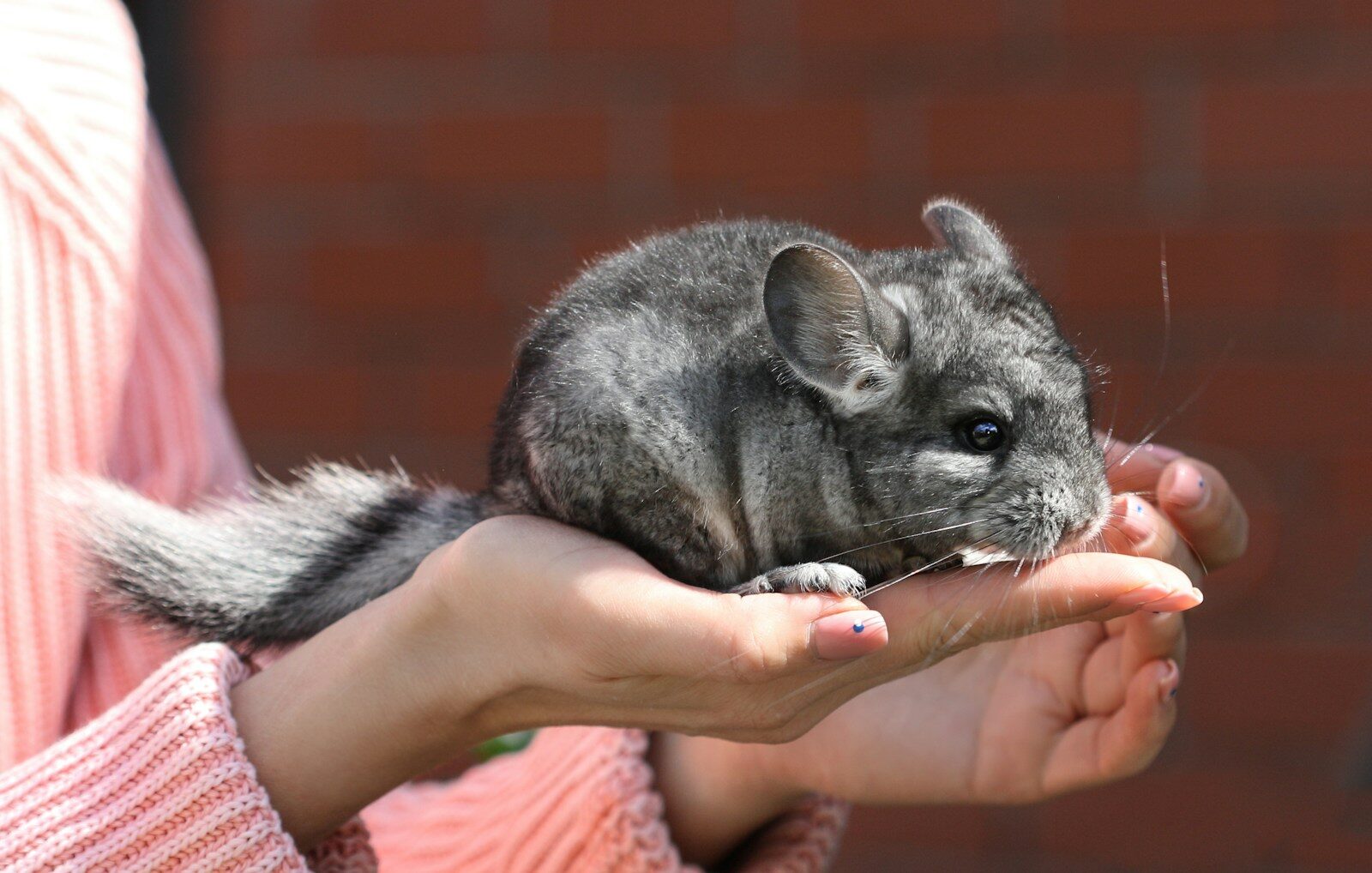 person holding gray and white rabbit