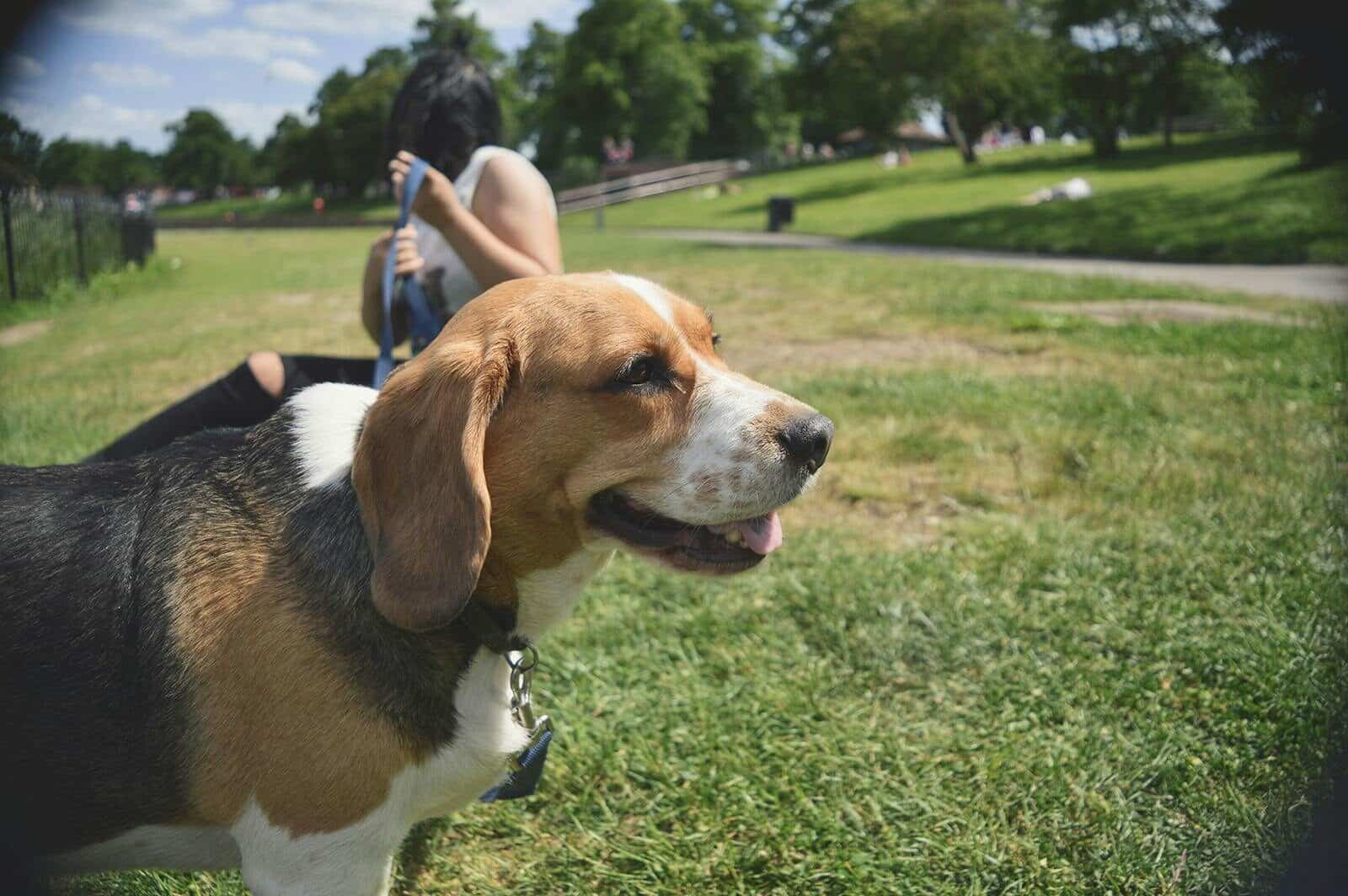 Beagle dog with owner enjoying a sunny day in a lush green park.