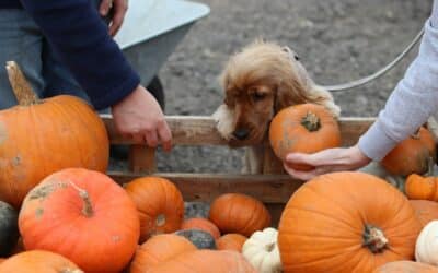 Thanksgiving Safety Tips for Pets: What to Share (and Skip) from the Table