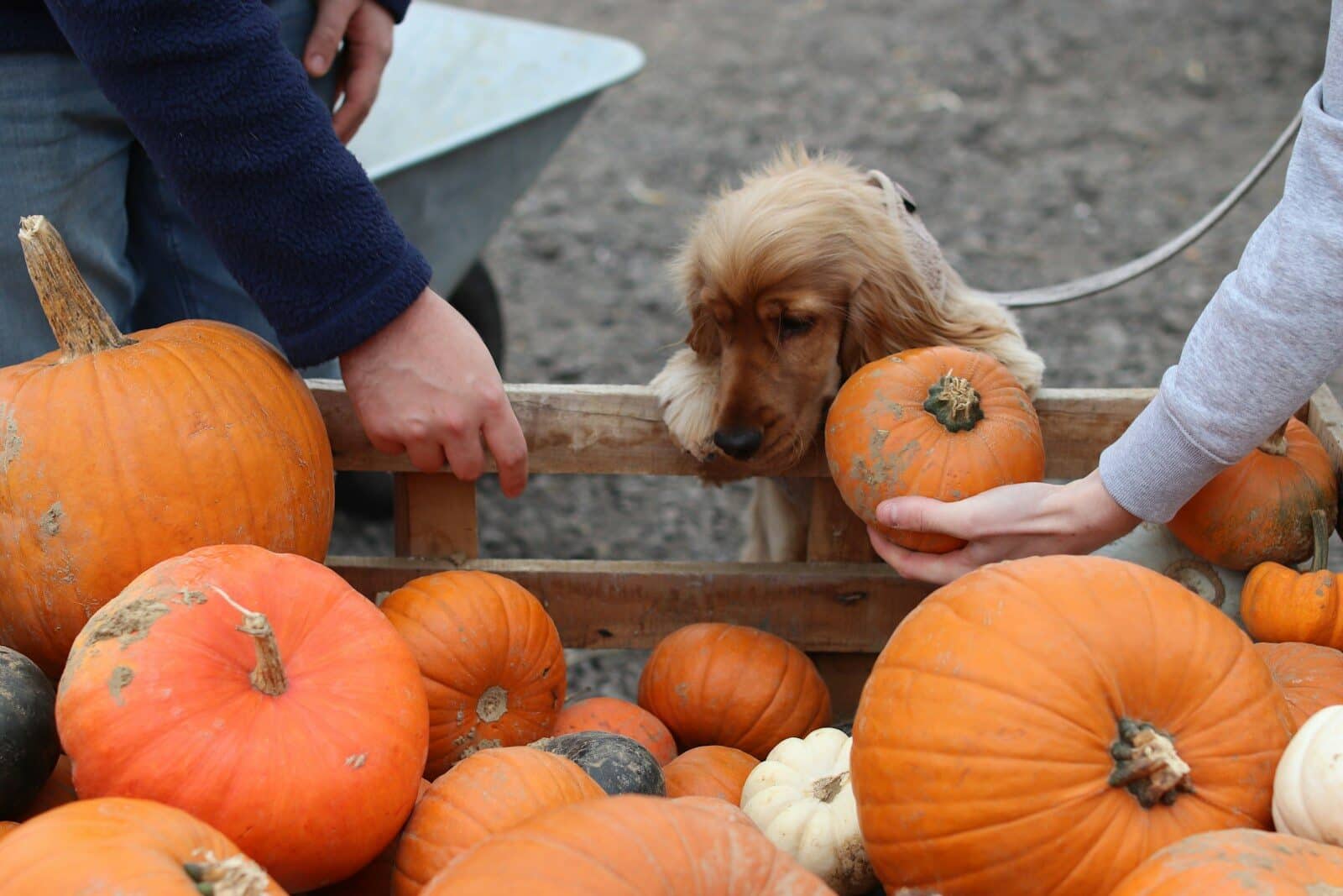 Dog looks at pumpkins in a cart