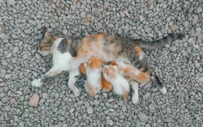 Best Affordable Small Animal Pet Sitting 1 How Long Do Cats Stay Pregnant? Essential Care Tips for Expectant Cats