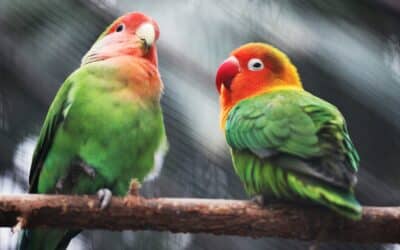 How To Care For a Pacific Parrotlet (Forpus coelestis)