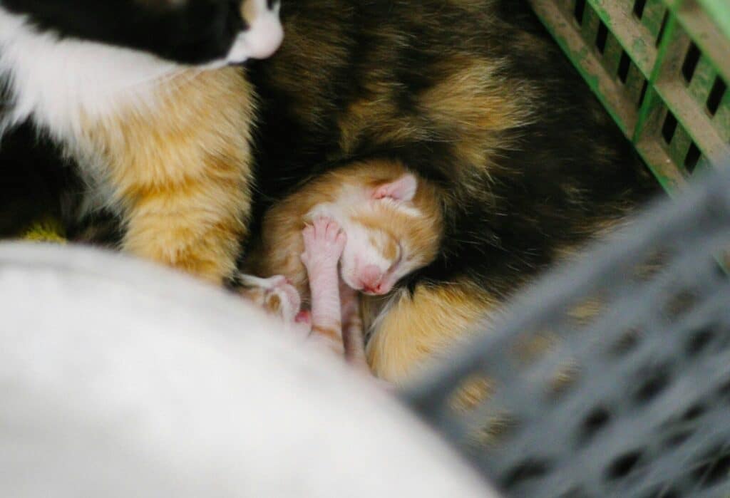 orange and black cat lying on white textile