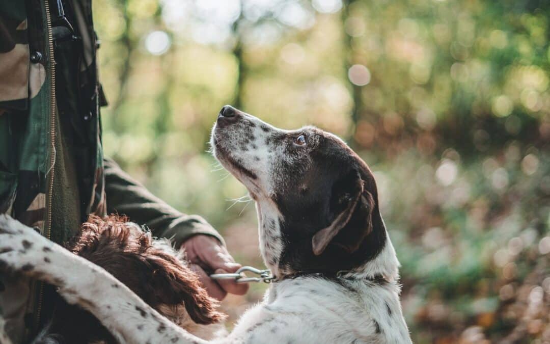 How Do Dogs Show Affection (And How You Can Love Them Back)