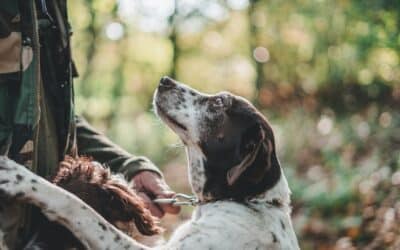 How Do Dogs Show Affection (And How You Can Love Them Back)