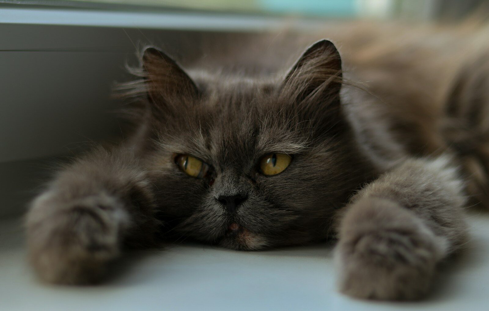 Photo by Anna Keibalo a cat laying on the floor next to a window