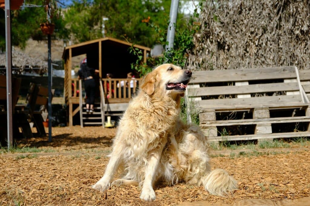 The Best Dog Shampoo for Itchy Skin | A Guide to Allergy Relief and Coat Health 1 Golden retriever dog sitting outdoors near wooden structure