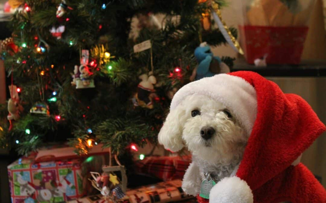 Christmas Gift Ideas for Dog Lovers in Northern Virginia and Southern Maryland