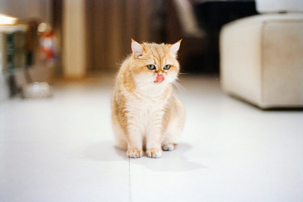 A fluffy ginger cat sits on a white floor.