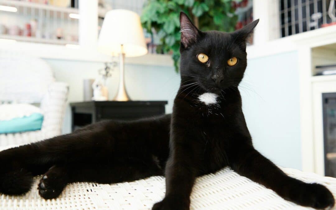 Discovering the Feline World | Types Of Cats For Every Cat Lover