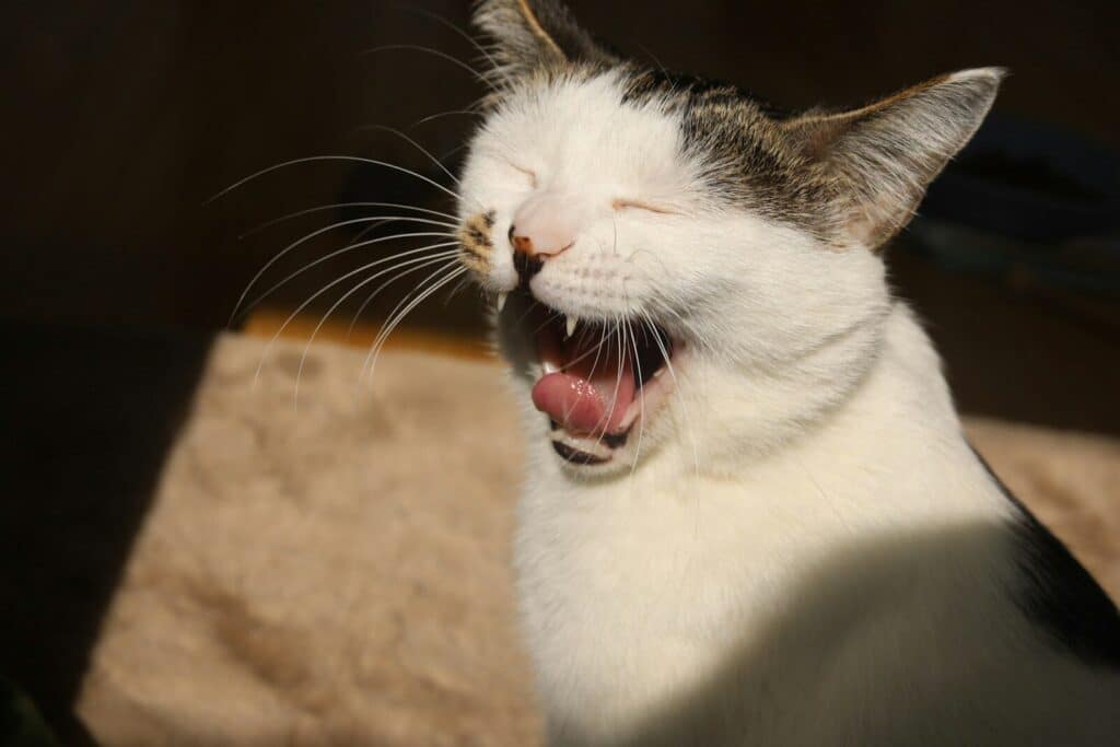 a black and white cat yawning with its mouth open