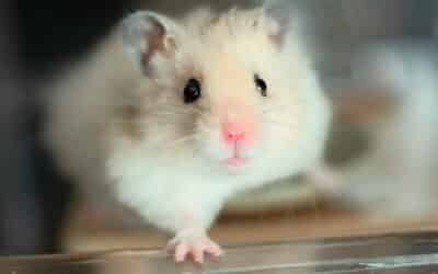 Why is my hamster shaking? | 3 common reasons