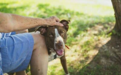 Saving Lives One Paw at a Time – The Power of Animal Rescue