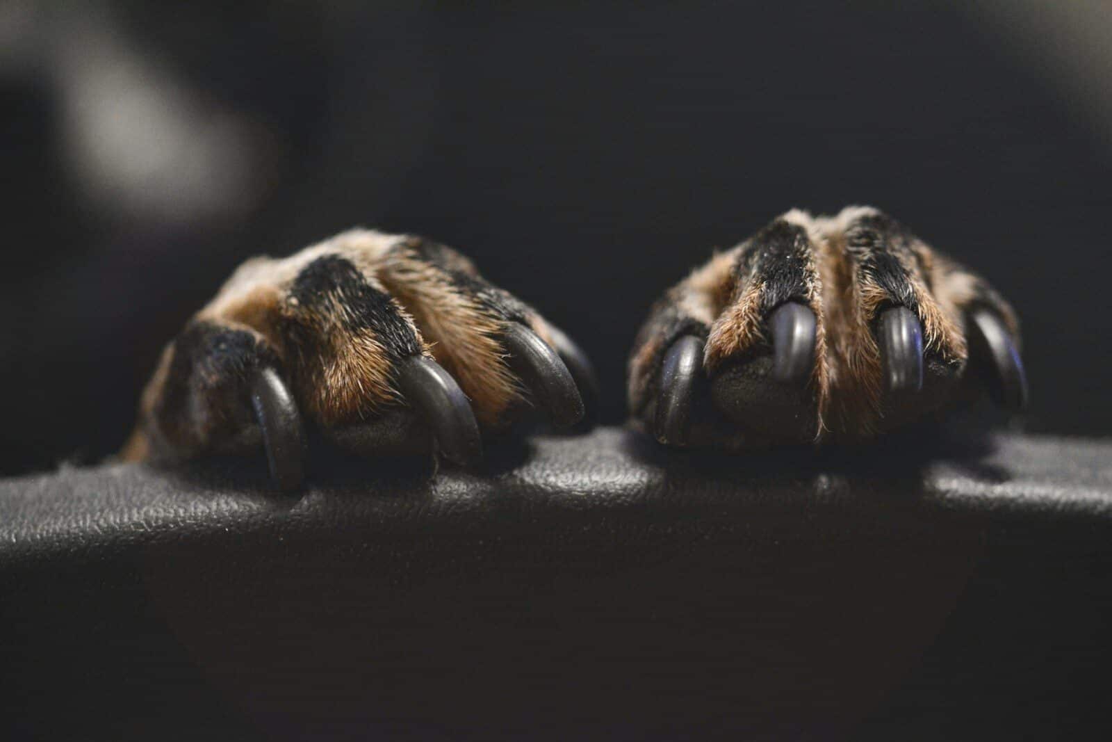 Photo by Kristīne Zāle (Macro Viewpoint) brown and black animal paw