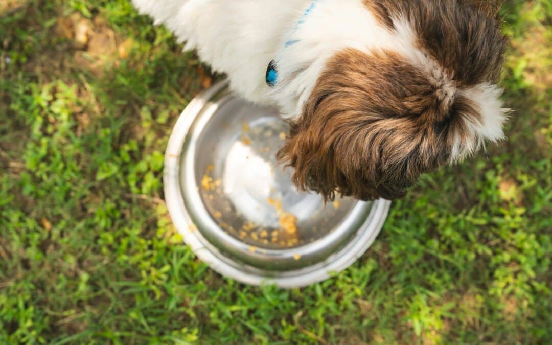 Can Dogs Eat Cat Food? Risks and Considerations Every Pet Owner Should Know