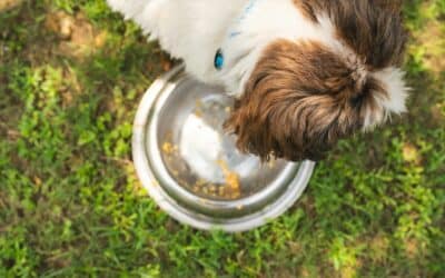 Can Dogs Eat Cat Food? Risks and Considerations Every Pet Owner Should Know