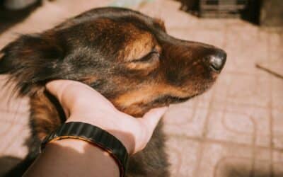 Does My Dog Love Me? Understanding Your Pup’s Affection